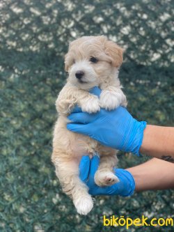 SHOW KALITE MALTIPOO YAVRULAR 3