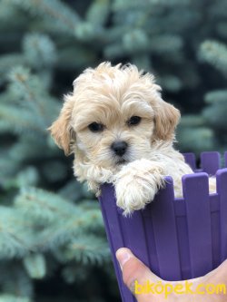 Show Kalite Maltipoo Yavrular 1