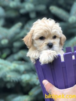Show Kalite Maltipoo Yavrular 2