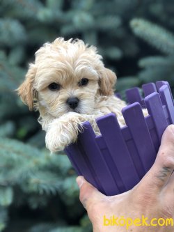 Show Kalite Maltipoo Yavrular 3