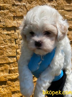 SHOW KALITE MALTIPOO YAVRULARIMIZ 3