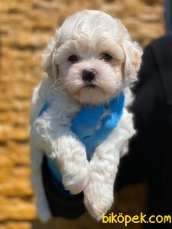 SHOW KALITE MALTIPOO YAVRULARIMIZ 1