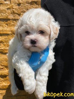 SHOW KALITE MALTIPOO YAVRULARIMIZ 2
