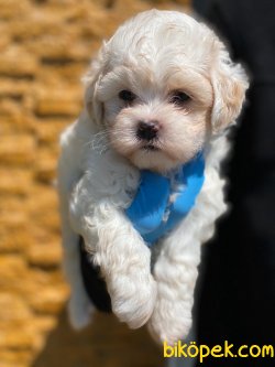 SHOW KALITE MALTIPOO YAVRULARIMIZ 4