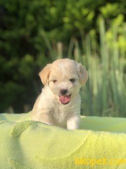 SHOW KALITE MALTIPOO YAVRULARIMIZ 2