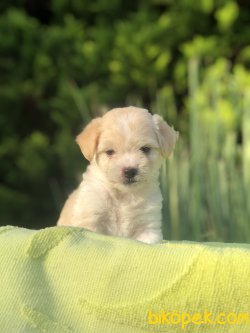 SHOW KALITE MALTIPOO YAVRULARIMIZ 3