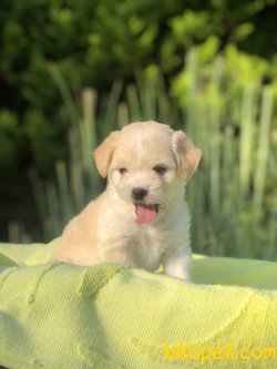 SHOW KALITE MALTIPOO YAVRULARIMIZ 1