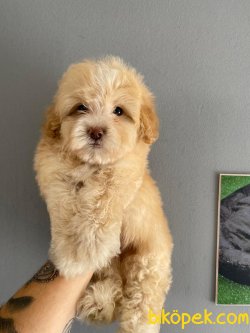 SHOW KALITE MALTIPOO YAVRULARIMIZ 3