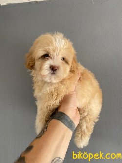 SHOW KALITE MALTIPOO YAVRULARIMIZ 1