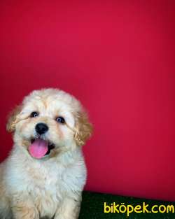 Show Kalıte Maltipoo Yavrularımız 3