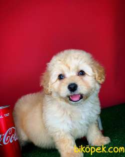 Show Kalıte Maltipoo Yavrularımız 1