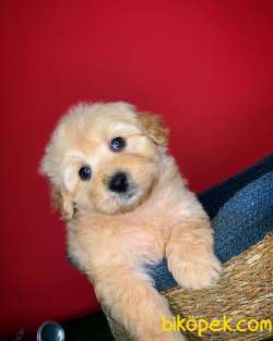Show Kalıte Maltipoo Yavrularımız 4