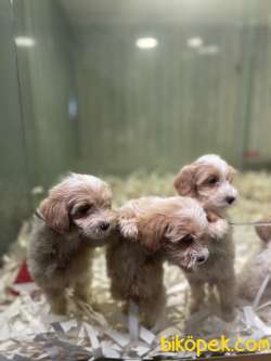 Show Kalite Maltipoo Yavrularimiz 3