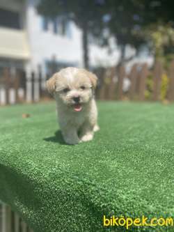 Show Kalite Maltipoo Yavrularimiz 2