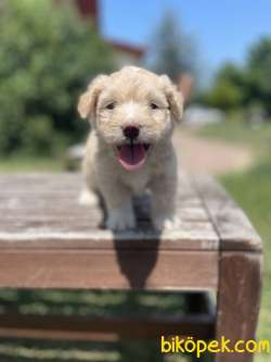 Show Kalite Maltipoo Yavrularimiz 3
