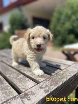 Show Kalite Maltipoo Yavrularimiz 1