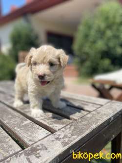 Show Kalite Maltipoo Yavrularimiz 2