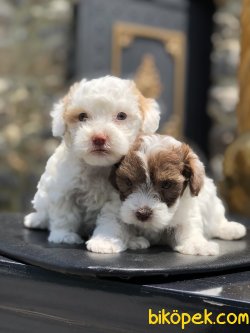 SHOW KALITE MALTIPOO YAVRUMUZ 3