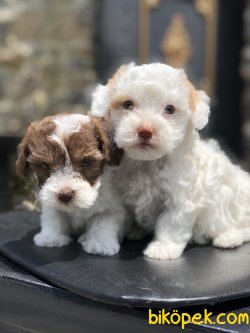 SHOW KALITE MALTIPOO YAVRUMUZ 4