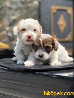 SHOW KALITE MALTIPOO YAVRUMUZ 2