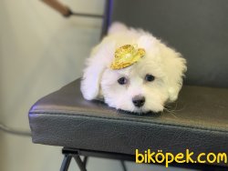 Show Kalite Mini Maltese Terrier Yavrularımız 3