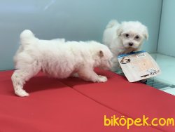 Show Kalite Mini Maltese Terrier Yavrularımız 5