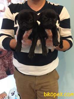 Show Kalite Nadir Renk Siyah Pug Mops Yavrular 4