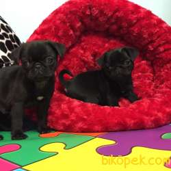 Show Kalite Nadir Renk Siyah Pug Mops Yavrular 5
