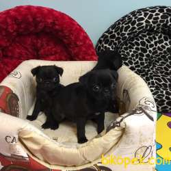 Show Kalite Nadir Renk Siyah Pug Mops Yavrular 3