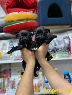 Show Kalite Nadir Renk Siyah Pug Mops Yavrular 1