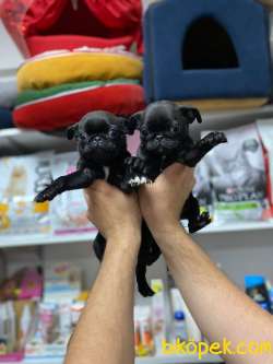 Show Kalite Nadir Renk Siyah Pug Mops Yavrular 2
