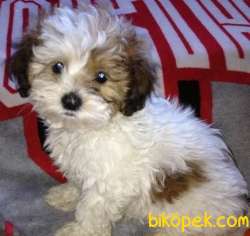 Show Kalite Orjinal Maltipoo Yavrular 4