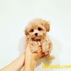 Show Kalite Orjinal Maltipoo Yavrular 5