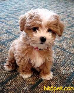 Show Kalite Orjinal Maltipoo Yavrular 1