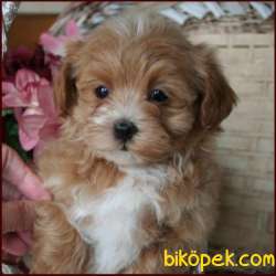 Show Kalite Orjinal Maltipoo Yavrular 3