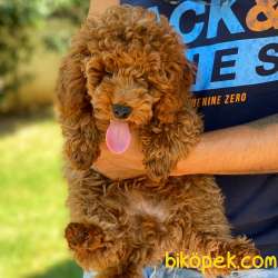 Show Kalite Orjinal Toy Poodle 1