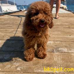 Show Kalite Orjinal Toy Poodle 4