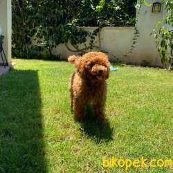 Show Kalite Orjinal Toy Poodle 3