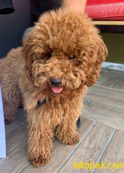 Show Kalite Orjinal Toy Poodle 2