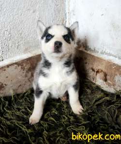 SHOW KALİTE ÖZEL MASKE HUSKY YAVRULARIM 3