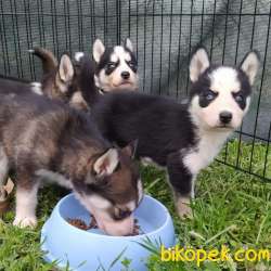 SHOW KALİTE ÖZEL MASKE HUSKY YAVRULARIM 1