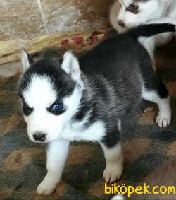 SHOW KALİTE ÖZEL MASKE HUSKY YAVRULARIM 2
