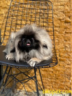 Show Kalite Pekingese Kızımız 2