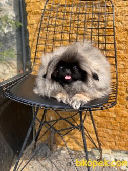 Show Kalite Pekingese Kızımız 3