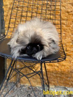 Show Kalite Pekingese Kızımız 1