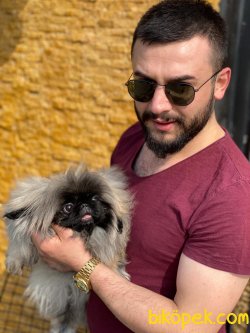 Show Kalite Pekingese Kızımız 4