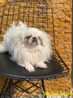 Show Kalite Pekingese Köpeğmiz 1
