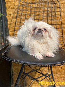 Show Kalite Pekingese Köpeğmiz 2