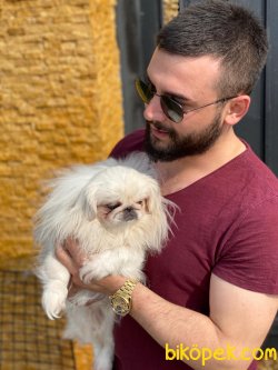 Show Kalite Pekingese Köpeğmiz 3