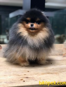 SHOW KALİTE POMERANİAN BOO 2